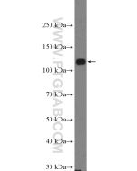 DAAM1 Polyclonal antibody proteintech 14876-1-AP