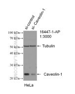 Caveolin-1 Polyclonal antibody proteintech 16447-1-AP