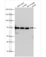 PLK3 Polyclonal antibody proteintech 30486-1-AP