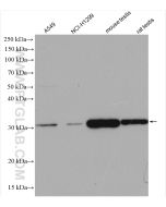 HEY1 Polyclonal antibody proteintech 19929-1-AP
