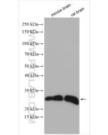 RHOB Polyclonal antibody proteintech 14326-1-AP