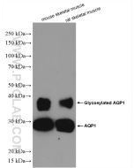 AQP1 Polyclonal antibody proteintech 20333-1-AP