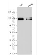 ZEB2 Polyclonal antibody proteintech 14026-1-AP