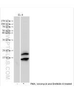 IL-17a Polyclonal antibody proteintech 26163-1-AP