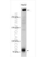 Dystrophin Polyclonal antibody proteintech 12715-1-AP