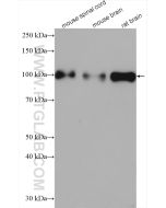 MAG Polyclonal antibody proteintech 14386-1-AP