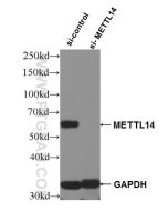 METTL14 Polyclonal antibody proteintech 26158-1-AP