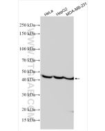 Citrate synthase Polyclonal antibody proteintech 16131-1-AP