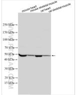 MYOD1 Polyclonal antibody proteintech 18943-1-AP