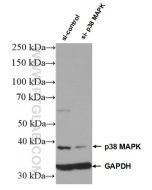p38 MAPK Polyclonal antibody proteintech 14064-1-AP