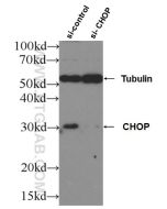 CHOP/GADD153 Polyclonal antibody proteintech 15204-1-AP