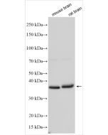 Nanog Polyclonal antibody proteintech 14295-1-AP
