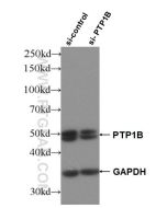 PTPN1/PTP1B Polyclonal antibody proteintech 11334-1-AP