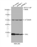 TPI1 Polyclonal antibody proteintech 10713-1-AP