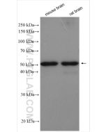 GABRA1 Polyclonal antibody proteintech 12410-1-AP