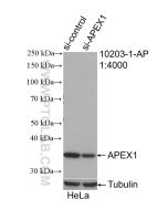 APEX1 Polyclonal antibody proteintech 10203-1-AP