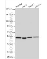 TOMM40 Polyclonal antibody proteintech 18409-1-AP