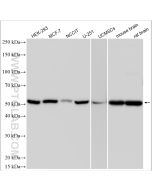 OCT4/POU5F1 Polyclonal antibody proteintech 11263-1-AP
