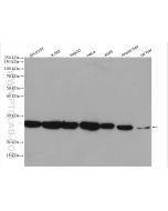 PRDX6 Polyclonal antibody proteintech 13585-1-AP