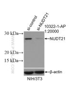 NUDT21 Polyclonal antibody proteintech 10322-1-AP