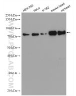 BAG3 Polyclonal antibody proteintech 10599-1-AP