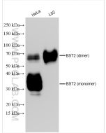BST2 Polyclonal antibody proteintech 13560-1-AP