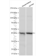 AIFM2/ FSP1 Polyclonal antibody proteintech 20886-1-AP