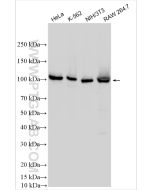 NFKB2,p100 Polyclonal antibody proteintech 10409-2-AP