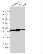 uPAR/CD87 Polyclonal antibody proteintech 10286-1-AP