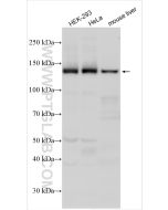 Raptor Polyclonal antibody proteintech 20984-1-AP