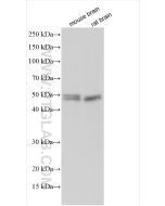 Beta Arrestin 2 Polyclonal antibody proteintech 10171-1-AP