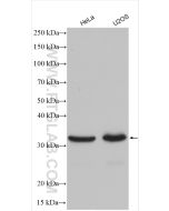 RNASEH1 Polyclonal antibody proteintech 15606-1-AP