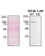 VCP Polyclonal antibody proteintech 10736-1-AP