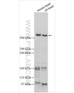RYR2 Polyclonal antibody proteintech 19765-1-AP