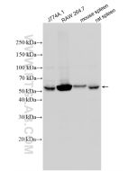 NOX2 Polyclonal antibody proteintech 19013-1-AP
