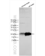 S100B Polyclonal antibody proteintech 15146-1-AP