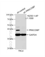 PRKCDBP Polyclonal antibody proteintech 16250-1-AP