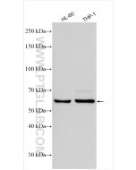cGAS Polyclonal antibody proteintech 26416-1-AP