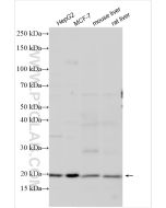 TIM22 Polyclonal antibody proteintech 14927-1-AP