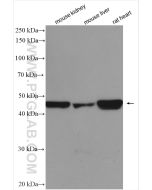 PDK4 Polyclonal antibody proteintech 12949-1-AP