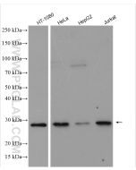 FADD Polyclonal antibody proteintech 14906-1-AP