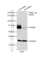 Paxillin Polyclonal antibody proteintech 10029-1-Ig