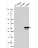 GST Tag Polyclonal antibody proteintech 10000-0-AP
