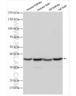 MTCO3 Polyclonal antibody proteintech 55082-1-AP