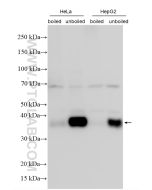 SLC7A11/xCT Polyclonal antibody proteintech 26864-1-AP