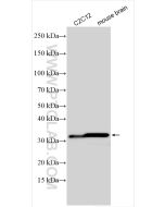 CHMP4B Polyclonal antibody proteintech 13683-1-AP