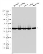 RUVBL1 Polyclonal antibody proteintech 10210-2-AP