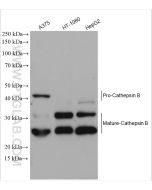 Cathepsin B Polyclonal antibody proteintech 12216-1-AP