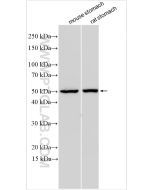 C2orf69 Polyclonal antibody proteintech 32100-1-AP