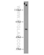 TRIM44 Polyclonal antibody proteintech 11511-1-AP